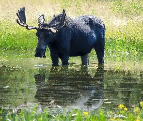 Woda, Trawy, Łoś, Łąka