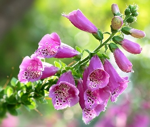 Kwiaty, Naparstnica Purpurowa