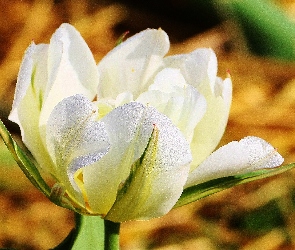 Rosy, Krople, Biały, Tulipan