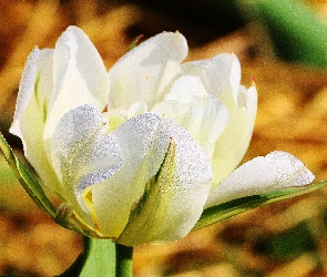 Rosy, Krople, Biały, Tulipan