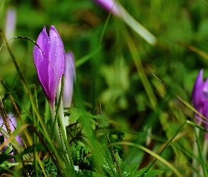 Krokusy, Trawy, Źdźbła