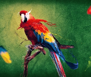 Papuga, Kolory, Farba