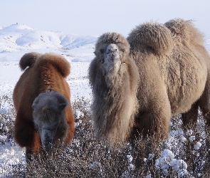 Wielbłądy, Zima, Góry