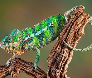 Kameleon