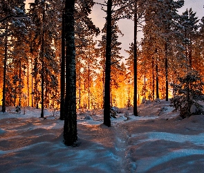 Las, Ścieżka, Zima, Przebijające, Światło, Drzewa
