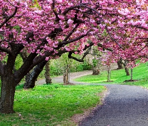 Drzewa, Kwitnące, Park, Droga