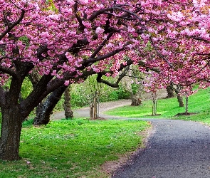 Drzewa, Kwitnące, Park, Droga