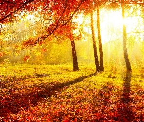 Jesień, Drzewa, Przebijające Światło, Łąka