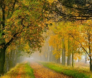 Droga, Jesień, Liście, Mgła, Las
