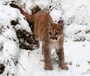 Śnieg, Zima, Puma