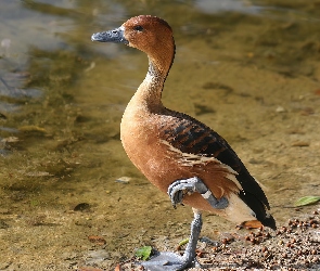 Woda, Dwubarwna, Kaczka, Drzewica