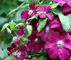 Bordowy, Clematis