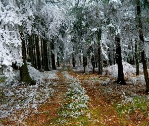 Zima, Ścieżka, Las