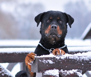 Rottweiler, Śnieg, Płot