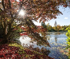 Jezioro, Drzewa, Jesień, Promienie, Słońca, Liście