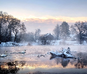 Jezioro, Łabędzie, Drzewa, Śnieg