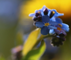 Niezapominajki, Kwiaty, Niebieskie