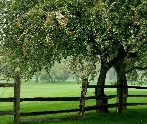 Drzewa, Wiosna, Ogrodzenie, Łąki, Kwitnące