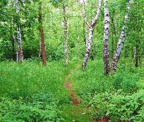 Leśne, Runo, Las, Brzozy