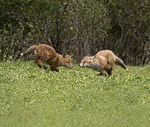 Lisy, Łąka, Małe
