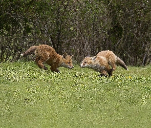 Małe, Łąka, Lisy