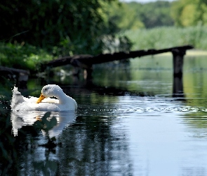 Staw, Kaczka, Jeziorko