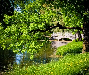 Mostek, Wiosna, Kwiaty, Park, Rzeka