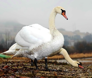 Łabędzie