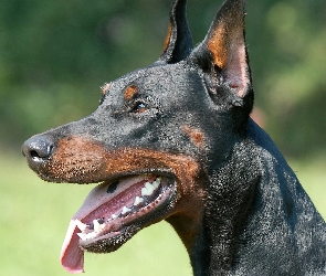 Pies, Doberman