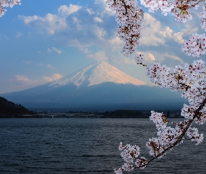 Jezioro, Fudżi, Góra, Japonia, Kwitnące, Most, Drzewo, Wulkan