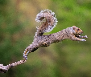 Skacząca, Wiewiórka