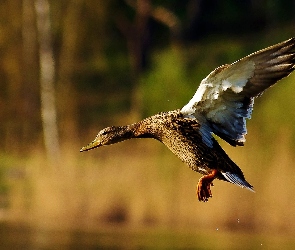 Kaczka, Skrzydła, Lot