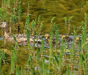 Roślinki, Woda, Kaczki, Stadko