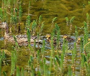 Kaczki, Roślinki, Woda, Stadko