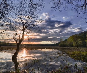 Słońce, Bagna, Łąka, Drzewa