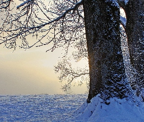 Śnieg, Zima, Drzewa
