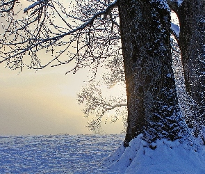 Drzewa, Zima, Śnieg