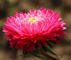 Aster