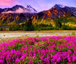 Góry, Kwiatów, Łąka