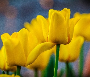 Żółte, Tulipany