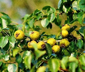 Pigwa, Liście, Owoce