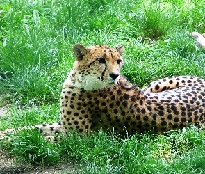 Trawa, Gepard