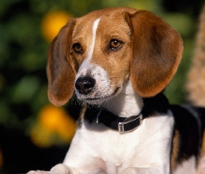 Obroża, Foxhound Amerykański