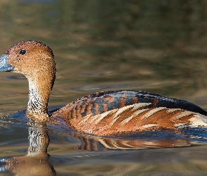 Woda, Dwubarwna, Kaczka, Drzewica