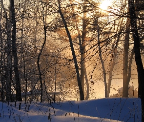 Las, Śnieg