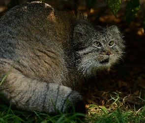 Manul, Trawa