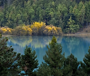 Jezioro, Lasy
