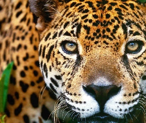 Jaguar, Oczy