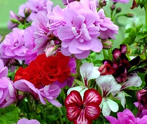 Kwiaty, Pelargonia, Kolorowe