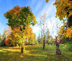 Jesień, Światło, Drzewa, Park, Liście, Przebijające